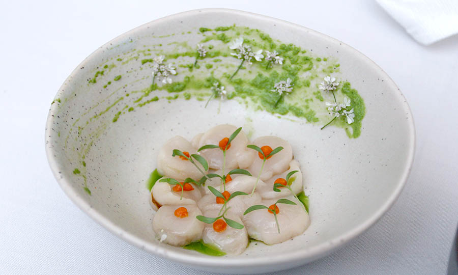 Ostiones frescos de Tongoy con emulsión cítrica y toques de cilantro