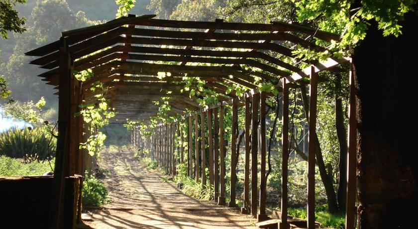 Camino de vi�edos - Hacienda Los Lingues - San Fernando