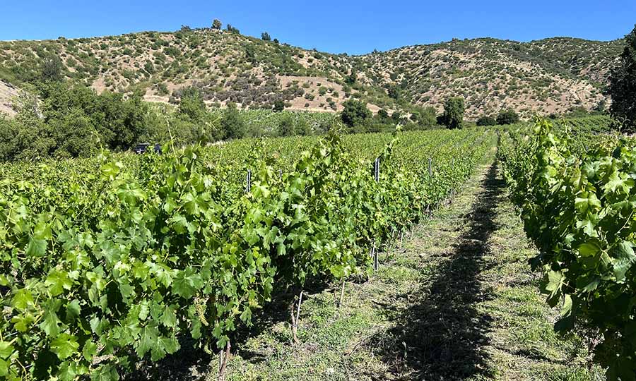 Los viedos de la Via Encierra