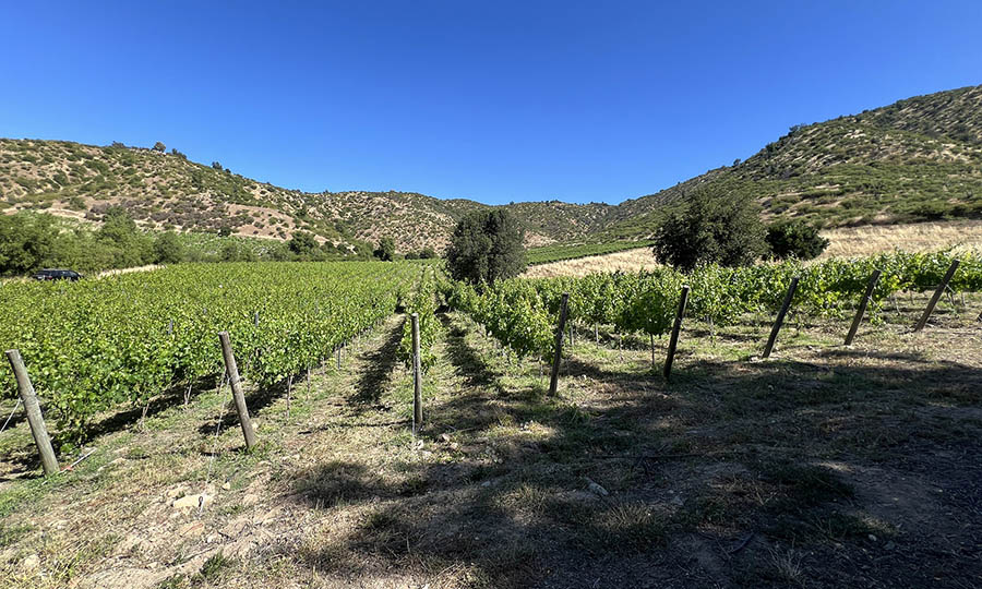 Los viedos de la Via Encierra