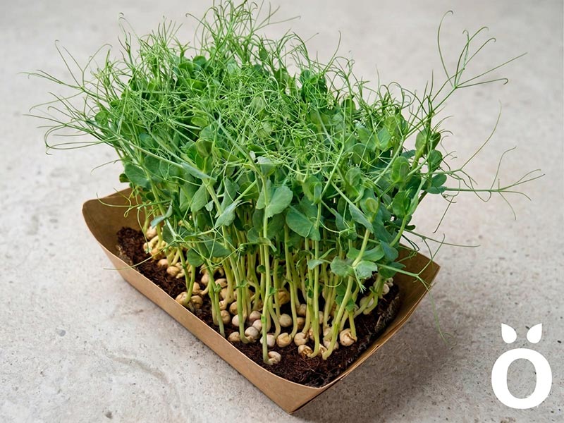  - Rora Greens