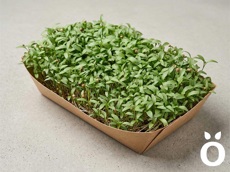  - Rora Greens