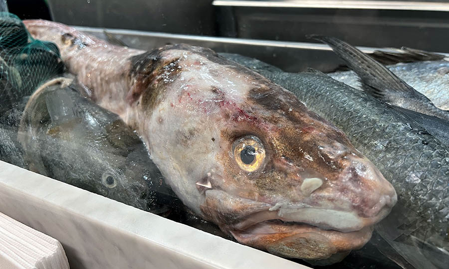 Detalles en Caleta de Locos del MUT - Caleta de Locos